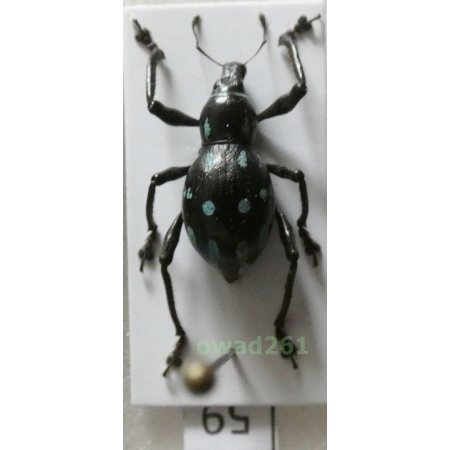 Metapocyrtus sp. Heller, 1912 female Philippines59